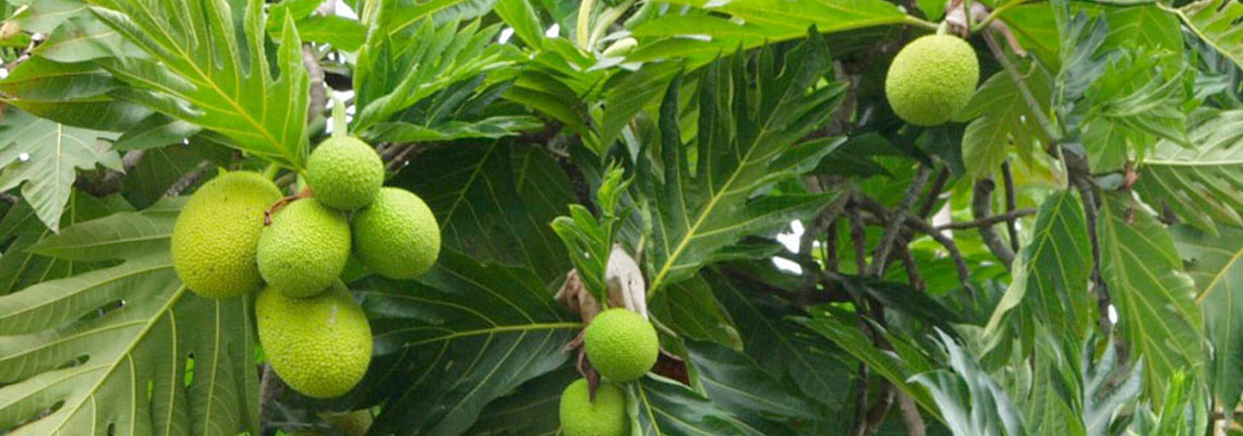 Breadfruit, Artocarpus altilis (Parkinson) 