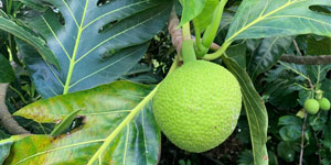 Kahua Paepae Ola