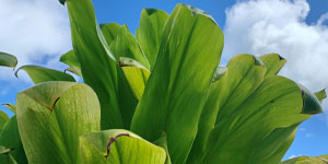 Keleka'a Ho'ona'auao
