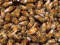 Bees on a hive frame showing worker bees
