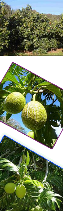 Ulutopia is a research field at Kauai Community College for  Breadfruit